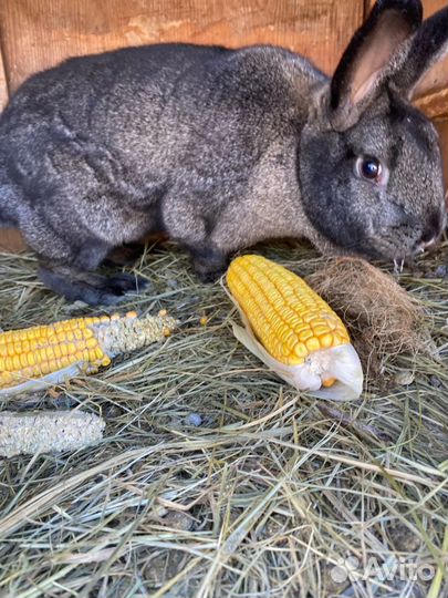 Кролики разных пород