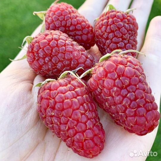 Саженцы малины