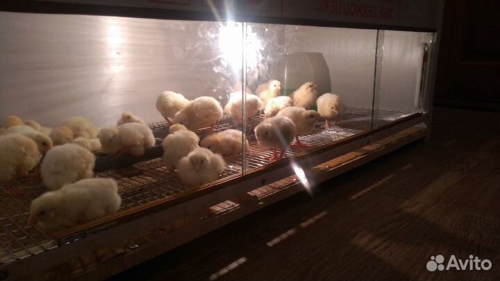 Брудер для цыплят, переполов и бройлеров