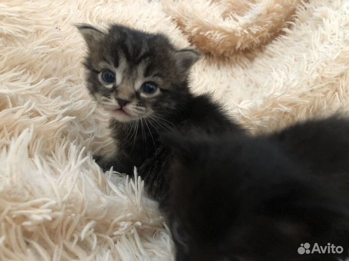 Тайские котята