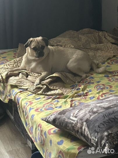 Передержка: Собака смесь мопса