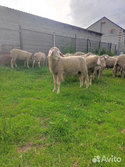 Бараны Мериноланд