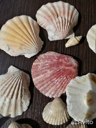 Морские камушки, ракушки