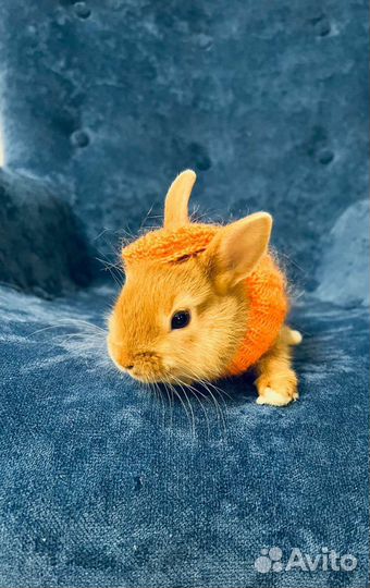 Кролики декоративные мини