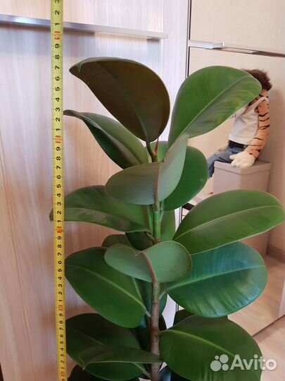 Фикус 