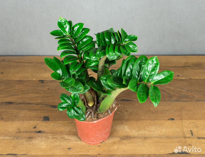 Замиокулькас кудрявый карлик Зензи Жук