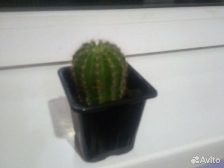 Кактус цветущий