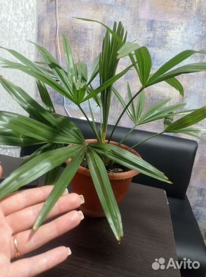 Пальма трахикарпус