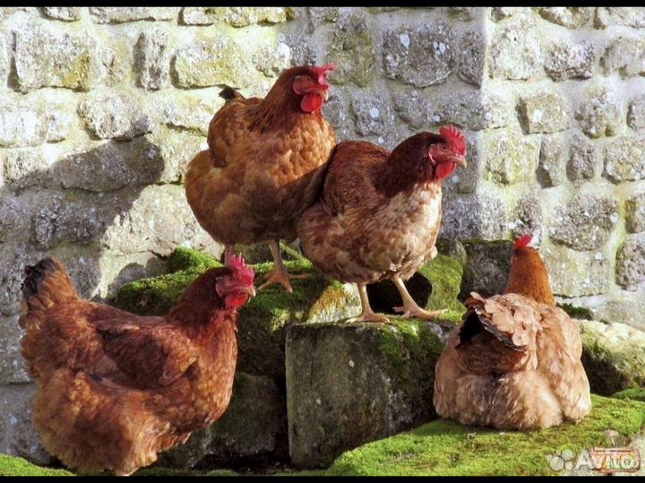 Куры молодки несушки