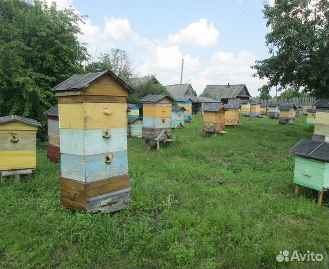 2024 Мёд натуральный алтайский опт