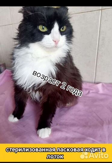 Кошечки и котики стерилизованные