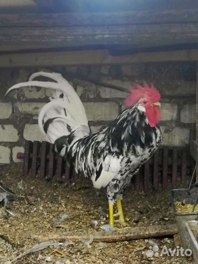 Петух орпингтон палевый петух долматинец