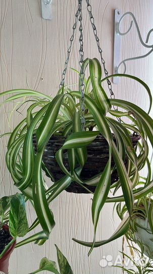 Комнатные цветы