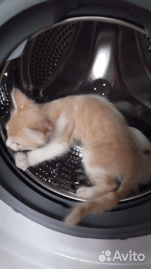 Котята в добрые руки 1 месяц