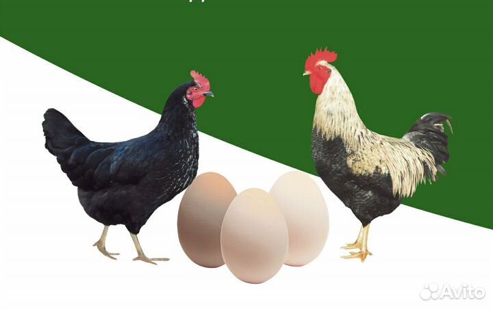Цыплята суточные