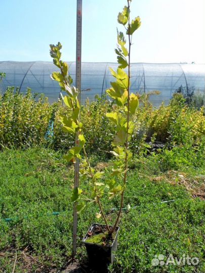 Саженцы крыжовника Колхозный