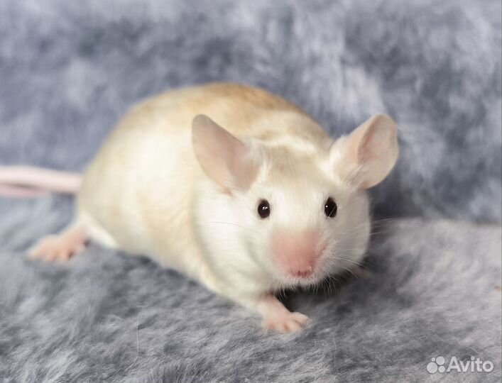 Декоративные сатиновые мыши