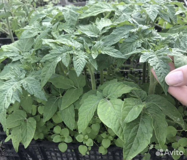 Рассада Томатов