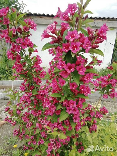 Декоративные кустарники для сада