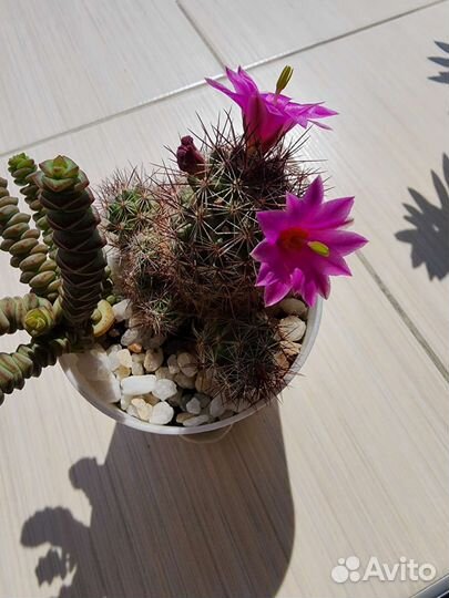 Кактус цветущий детки