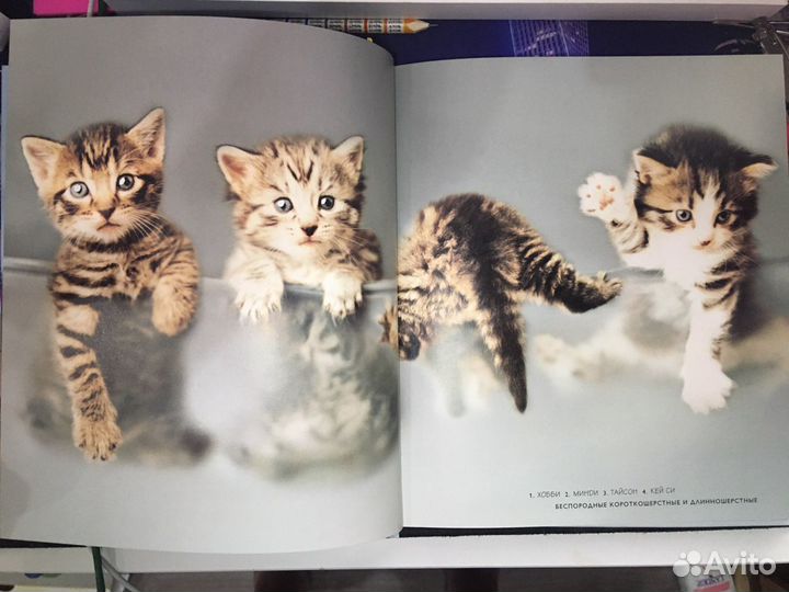 Книга. 101 котомодель