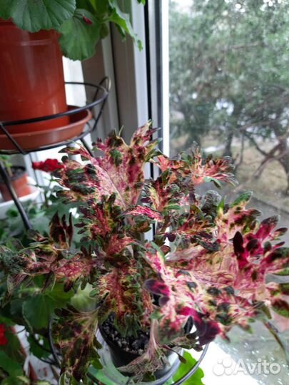 Колеусы сортовые