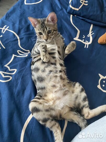 Бенгальские котята