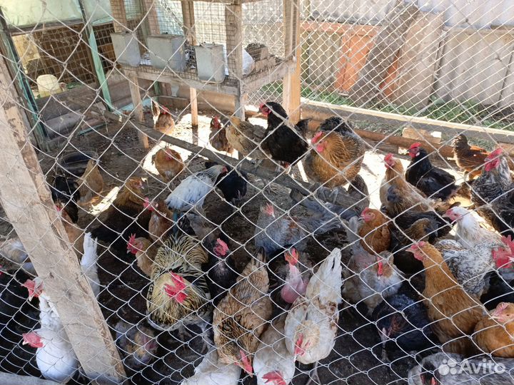 Куры несушки