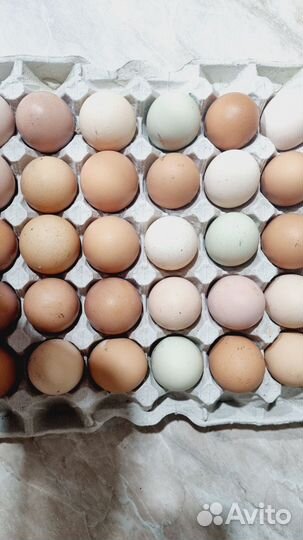 Яйцо инкубационное