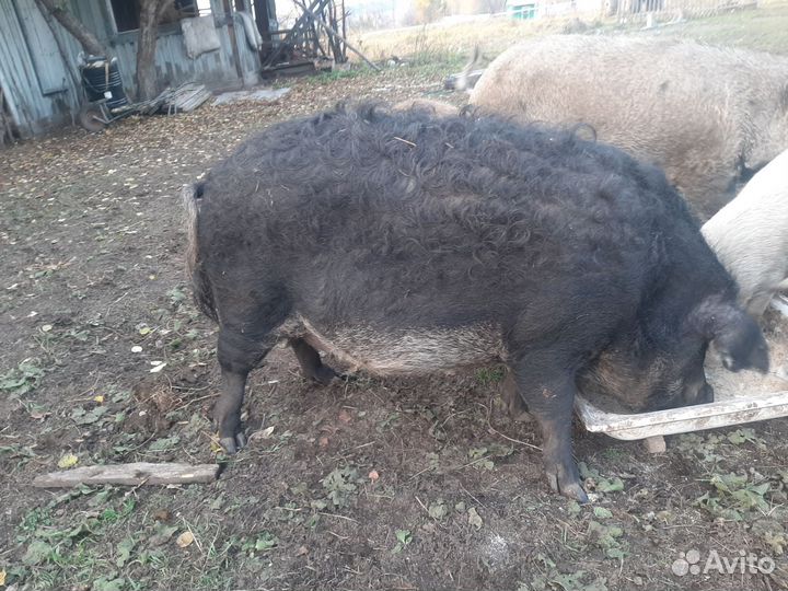 Венгерская мангалица