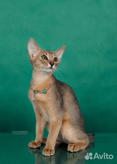 Elegant PET