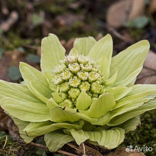 Белокопытник japan variegata