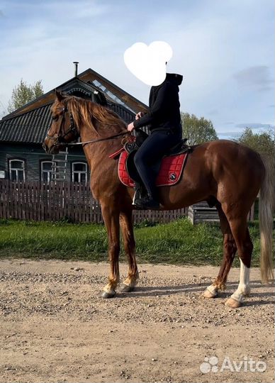 Жеребец орловский рысак