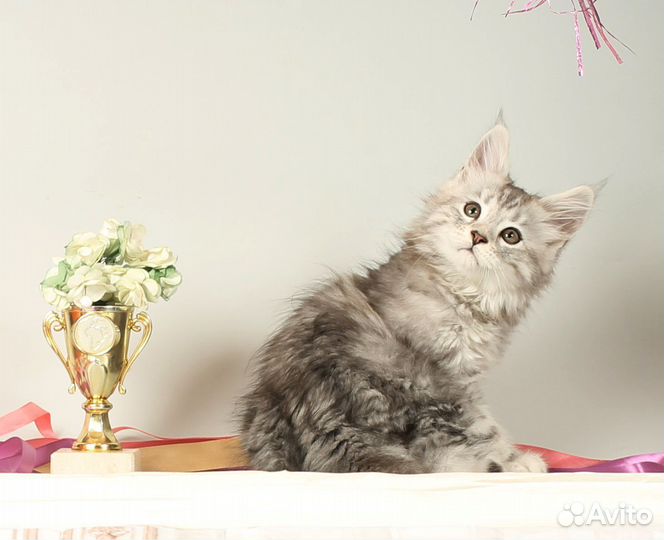 Котята мейн-кун