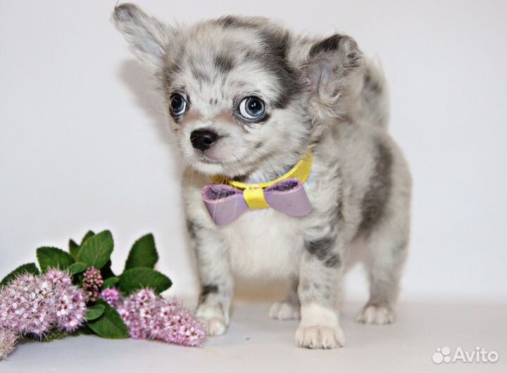 Нарядный пупсик