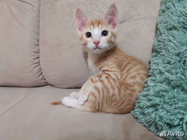 Котенок 2 месяца