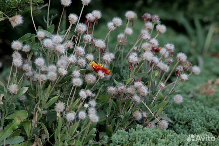 Юпитep-6 180 mm f/2.8 M39