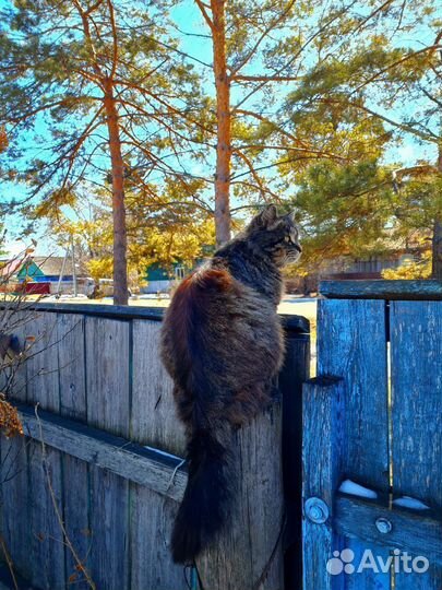Отдам кота в добрые руки