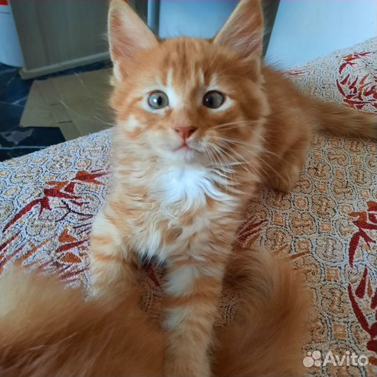 Отдам котят