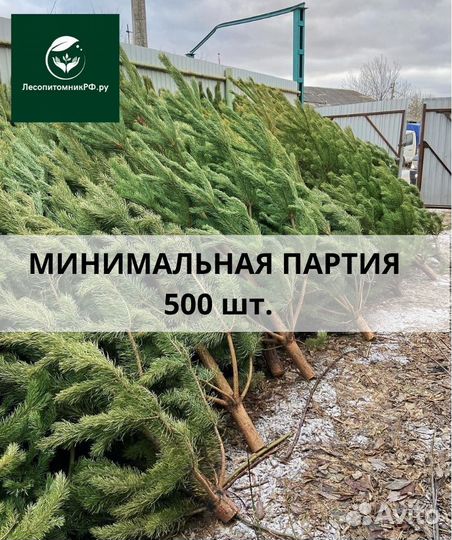 Новогодние сосны