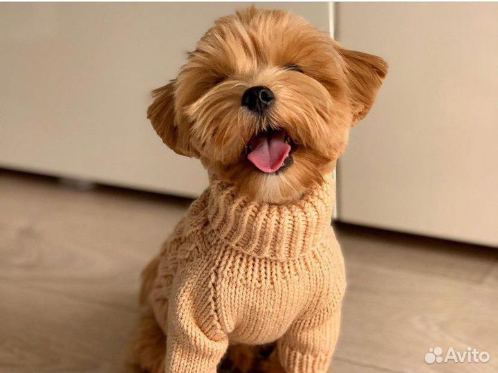 Свитера и одежда для собак разных пород