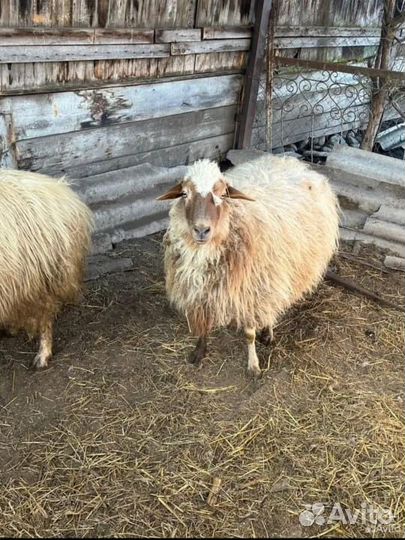 Курдючные овцы