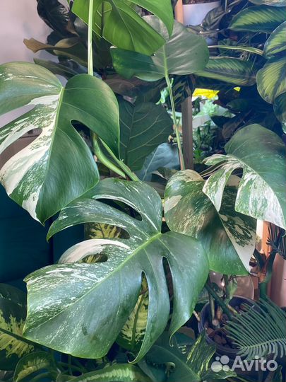 Монстера вариегатная альба