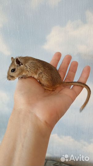 Песчанка малыши мальчики и девочки