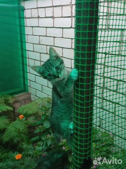 Котята в добрые руки бесплатно