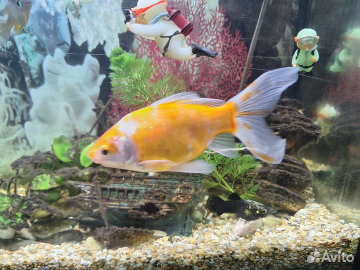 Аквариумные рыбки