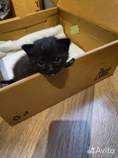 Котята в добрые руки бесплатно