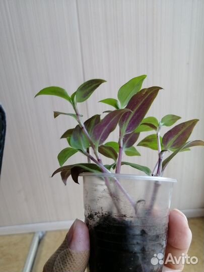 Комнатные цветы