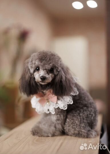 Тедди Пудель Тикап Китай