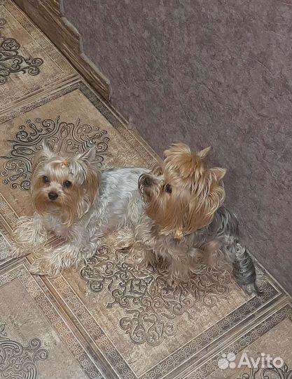 Вязка. Опытный жених ждёт невесту в гости